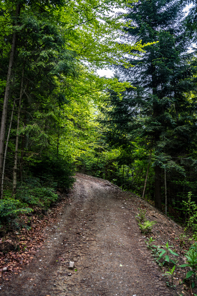 Path in the forest, Beskids mountains in Poland - Fotoğraf, Görsel