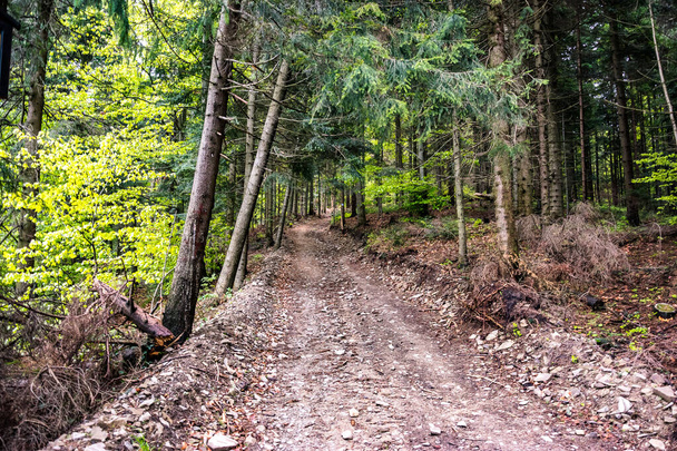 Путь в лес, Бескидские горы в Польше
 - Фото, изображение