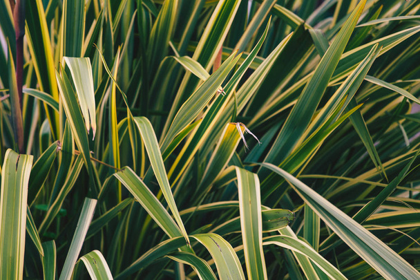 Leaves of a plant close up. - Valokuva, kuva