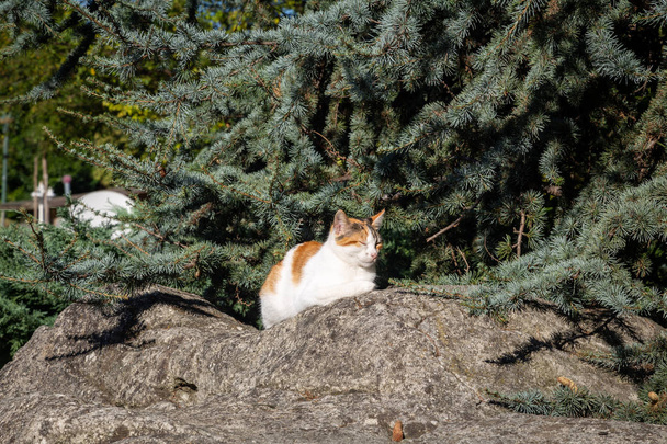  Tabby chat blanc orange paresseux et somnolent sur pierre backround pierre pin
  - Photo, image