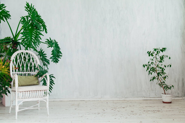 chair with green plants in a vintage white room - 写真・画像