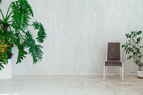 chair with green plants in a vintage white room - Photo, image