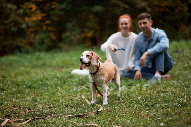 clever dog looking for a stick which has been thrown by man and woman - Foto, Bild