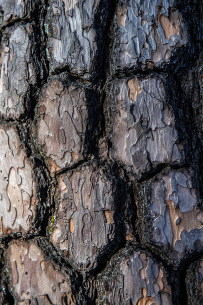 epidermis of a pine tree - Foto, Bild