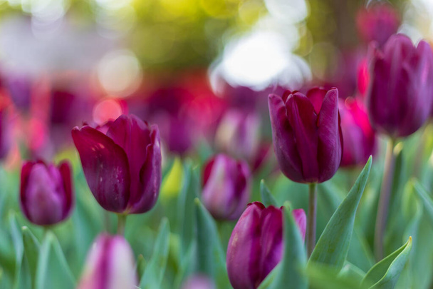 Purple tulip in garden. - Foto, Imagem