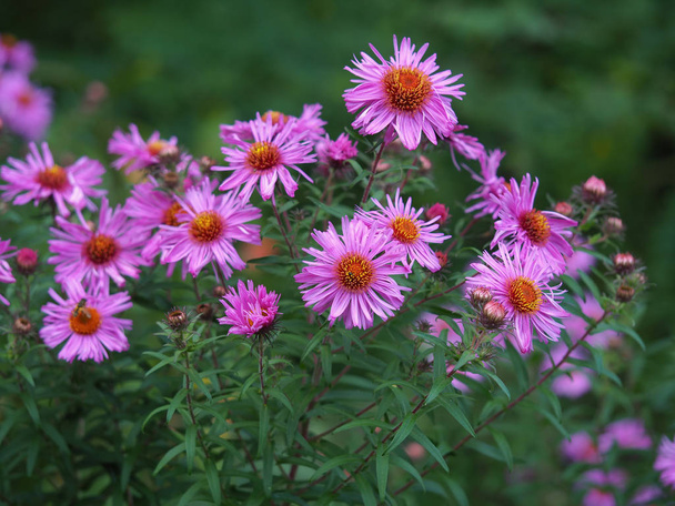 Mooie roze New England asters (Aster novae-angliae) bloei in een tuin - Foto, afbeelding