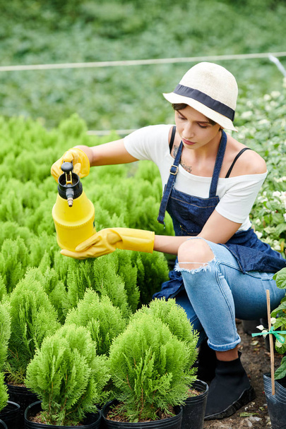 Trabalhadora de jardinagem feminina concentrada na pulverização de água em pequenas plantas de cipreste
 - Foto, Imagem