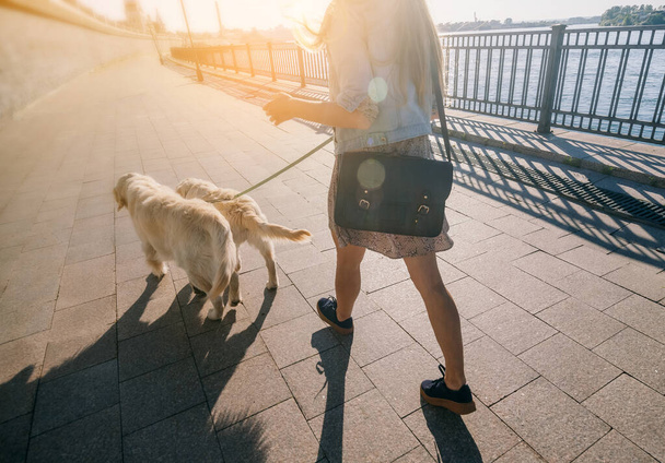 Portrait of a girl with two golden retriever dogs in a park with sunset - Foto, Imagen