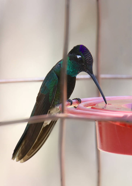 rivoli-Kolibri (Prachtkolibri) (Männchen) (eugenes fulgens)) - Foto, Bild