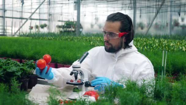 Botanist uses syringe while working with tomatoes in greenhouse. - Footage, Video