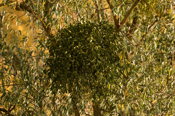 Muérdago, Ivilga (Viscum) - el género de arbustos semi-parásitos de la familia Santal - Loranthaceae. - Foto, imagen