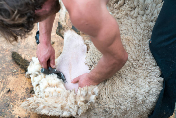 lähikuva paimenesta, joka leikkaa lampaitaan
 - Valokuva, kuva