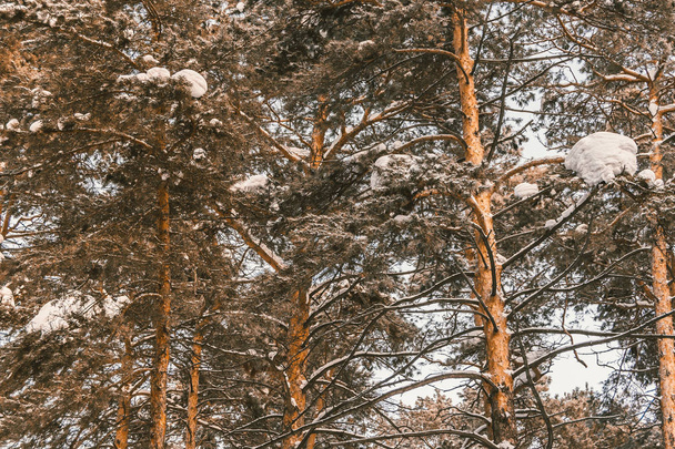 冬の森の中で晴れた日。雪の下で松やトウヒ - 写真・画像