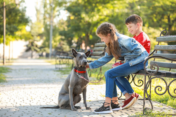 Little children with cute dog in park - Photo, image