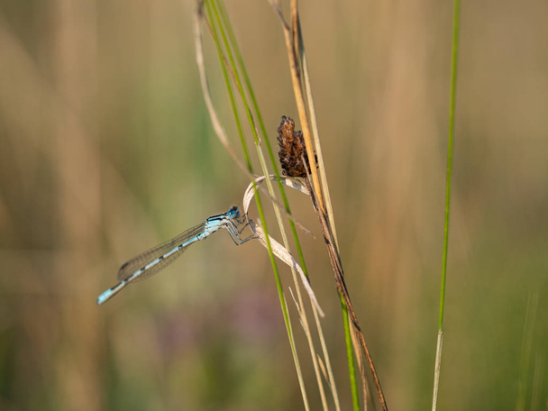 Common blue damselfly (Enallagma cyathigerum) on blade of grass - Photo, Image
