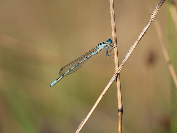 Běžec modrý damselfly (Enallagma cyathigerum) na stéblu trávy - Fotografie, Obrázek