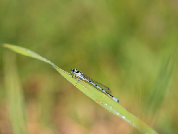Közönséges kék lepke (Enallagma cyathigerum) fűszálon - Fotó, kép