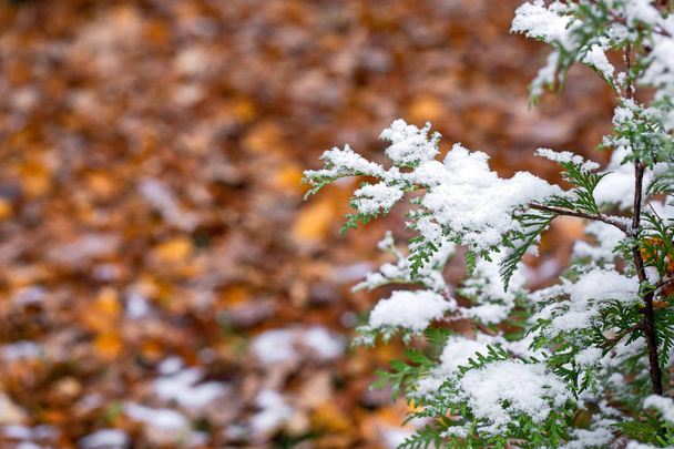 Autumn day. Thuja branches in the snow. First snow. Blurred background. Autumn day. Change of seasons. - Foto, Imagen