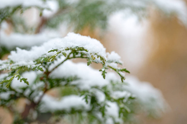 Autumn day. Thuja branches in the snow. First snow. Blurred yellow background. Change of seasons. - Foto, Imagen