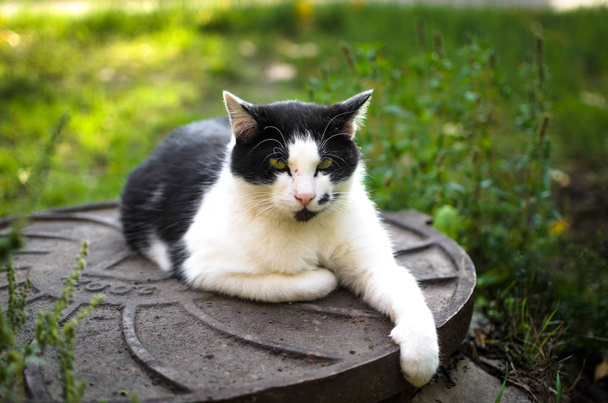 Gato yace en una escotilla de alcantarillado estirando su pata
 - Foto, imagen
