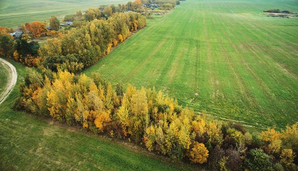 Green fields around yellow color trees - Photo, Image