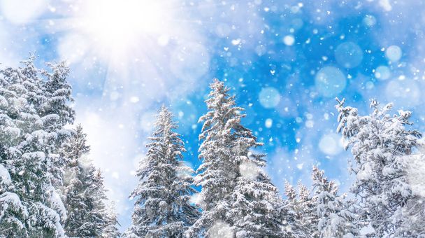 Paisagem de inverno com floresta nevada e sol. Rhodope Mountains, Bulgária
 - Foto, Imagem