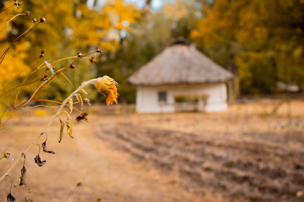 Elhalványult napraforgóvirág az előtérben, száraz őszi ágakkal. Régi vidéki ház a háttérben homályos. meleg tónus. Vízszintes tájolás. - Fotó, kép