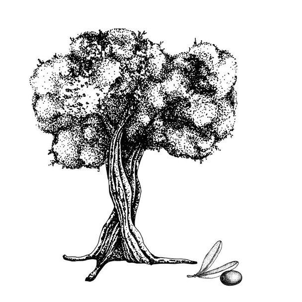 Оливковое дерево с фруктами и листьями. Ручная рисованная векторная иллюстрация. Концепция дизайна косметической продукции, фон, баннер, шаблон
. - Вектор,изображение