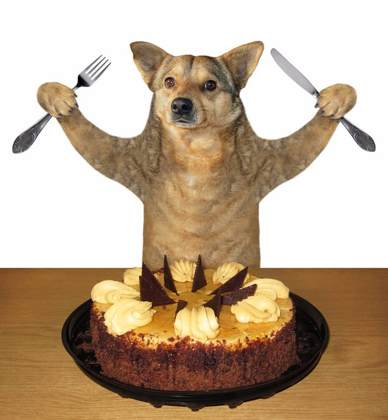 chien manger un gâteau - Photo, image