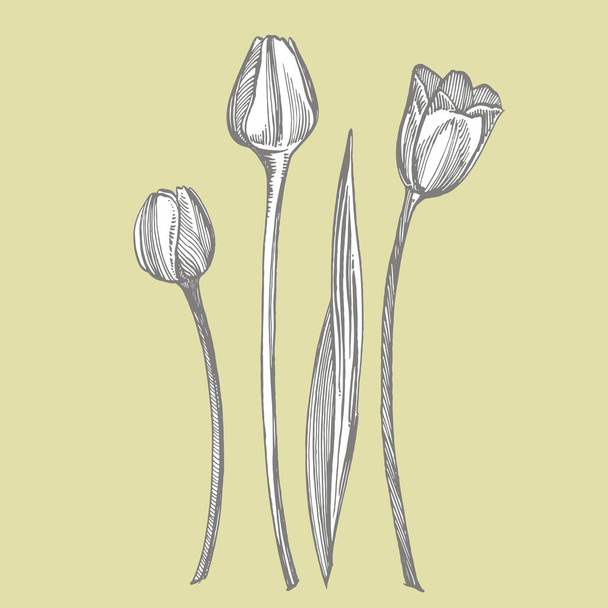 Tulip flower graphic sketch illustration. Botanical plant illustration. Vintage medicinal herbs sketch set of ink hand drawn medical herbs and plants sketch - Vector, Image