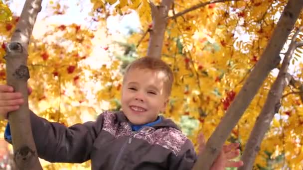 Το παιδί σκαρφάλωσε σε ένα δέντρο. Παίζει με τα μούρα Ρόουαν και τα κίτρινα φύλλα. Φωτεινή φθινόπωρο Ηλιόλουστη μέρα. Εξωτερική ψυχαγωγία - Πλάνα, βίντεο