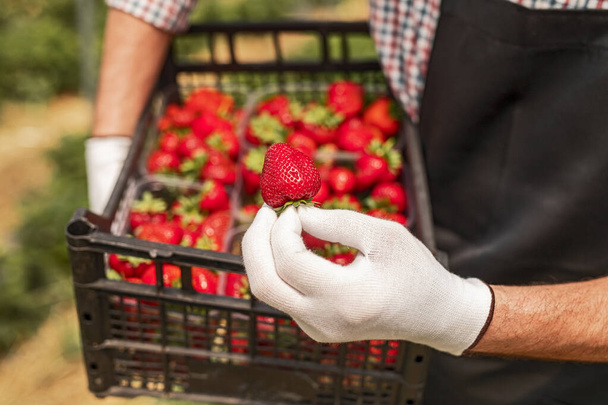 Crop gardener showing ripe strawberry - Valokuva, kuva