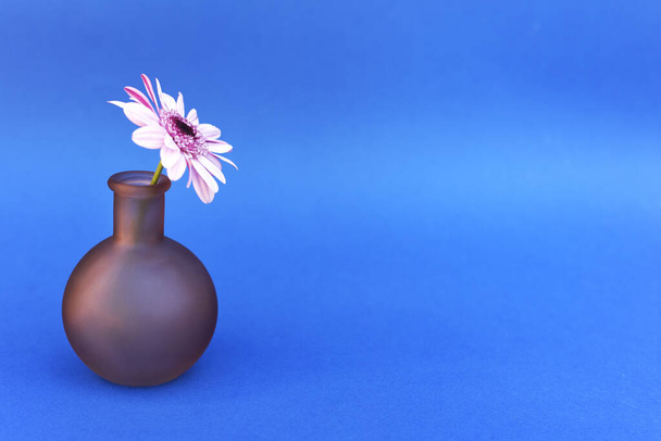 Una flor está en un pequeño jarrón sobre un fondo azul
.  - Foto, Imagen