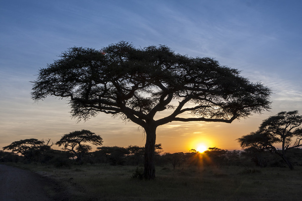 Sunset At Serengeti National Park - Fotografie, Obrázek