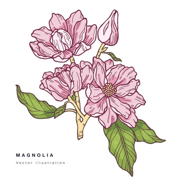 Kézzel rajzolni vektor magnólia virágok illusztráció. Virágkoszorú. Botanikus virágkártya fehér háttér. - Vektor, kép