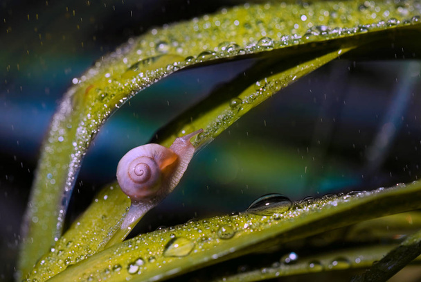 Beautiful snail in the nature - Photo, Image