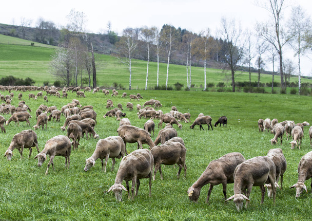 Malescomes, Франція - 15 квітня 2017: Деталь великої отари овець на лузі зеленої трави у французькій сільській місцевості. - Фото, зображення