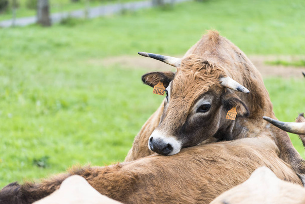 Samce combi, Francja - 15 kwietnia 2017: Szczegóły dotyczące niektórych krów na łące zielonej trawy we francuskiej wsi. - Zdjęcie, obraz