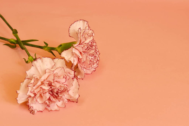 Blooming carnation on a pastel background. - Фото, зображення