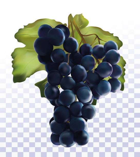 3Dリアルなダークブルーのブドウ。透明な背景に隔離されたワインブドウ。新鮮な果物だブドウは閉じられます。ベクターイラスト - ベクター画像