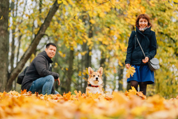 Happy couple playing with Corgi dog in sunny autumn park. - Fotoğraf, Görsel