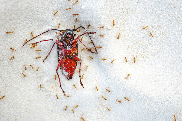 Червоні мурахи вбивають велику комаху на піску. Смертельна природа в географії
. - Фото, зображення