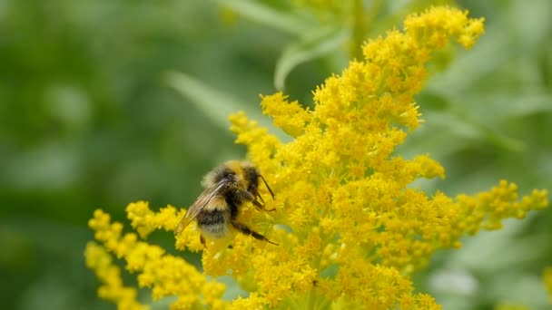 abejorro peludo en las flores de varilla de oro amarillo, cerca de
 - Imágenes, Vídeo