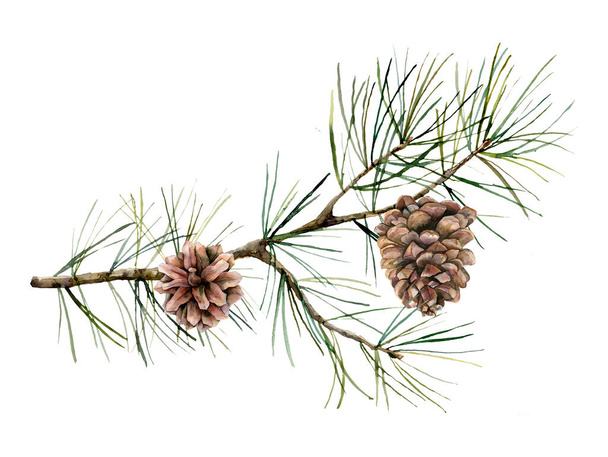 Watercolor botanical set with pine branches and cones. Hand painted winter holiday plants isolated on white background. Floral illustration for design, print, fabric or background. - Photo, Image