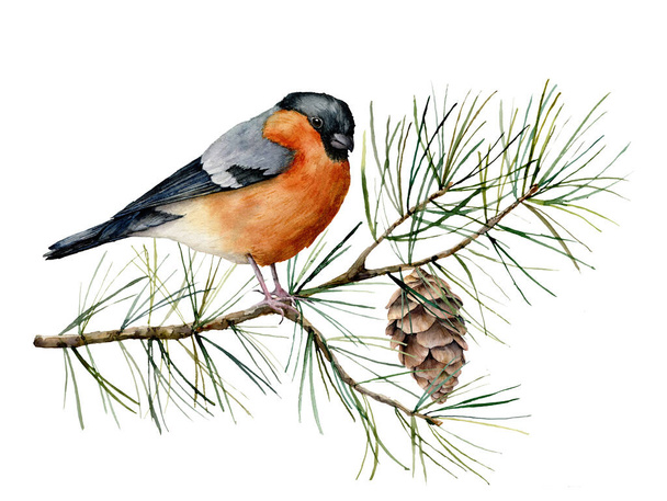 Watercolor Christmas composition with bullfinch. Hand painted winter card with bird, fir branch and cone isolated on white background. Floral illustration for design, print, fabric or background. - Photo, image