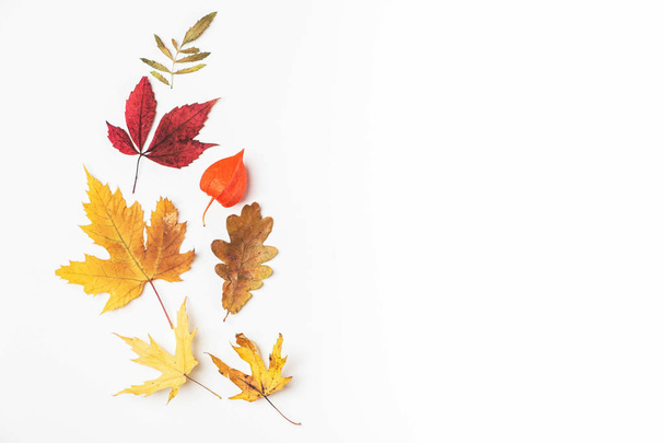 Autumn leaves, fall concept, copy space. - Photo, image