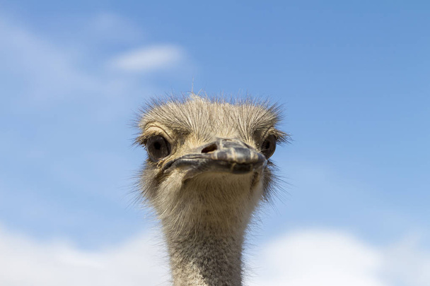 Close-Up of an Ostrich - Valokuva, kuva