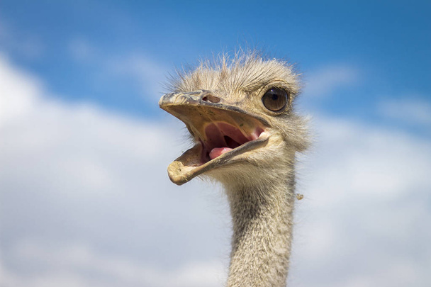 Close-Up of an Ostrich - Photo, image