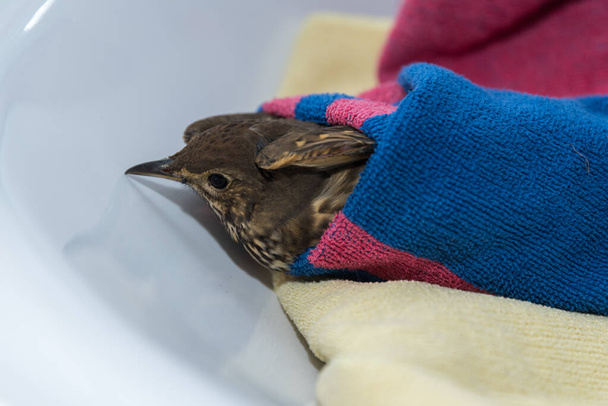 gewonde vogel wordt verzorgd - Foto, afbeelding