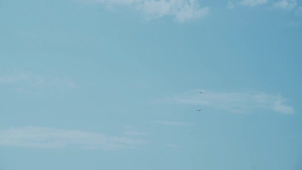 Rüzgara karşı uçan iki martı denizin üstünde, mavi bir gökyüzüne karşı duruyorlar. - Video, Çekim